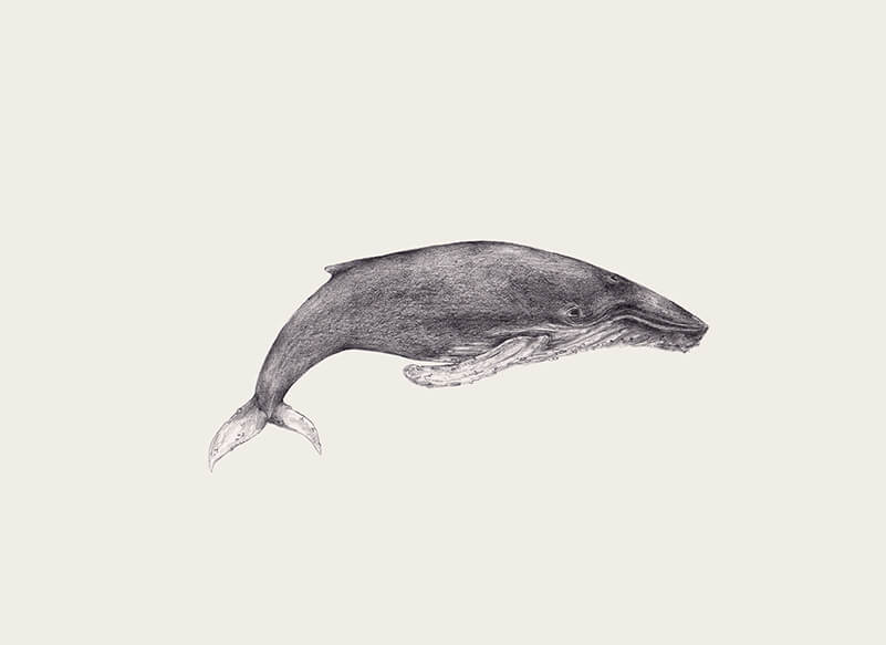 ballena